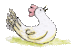 雌鶏