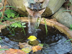 落ち葉の水路