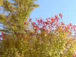 ハナチルサトの紅葉 ハナチルサトの紅葉