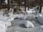 蓮池のミイラも雪の布団をかぶっておやすみ。正面左がPOLLYANNA、右がCottonweed。