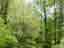 ハレイシア、北アメリカでは樹高15m～20mに達するとか、POLLYANNAの庭では未だ10mほど。