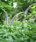 クガイソウ（<em>Veronicastrum sibiricum subsp. japonicum</em>）