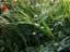 レンゲショウマはキンポウゲ科レンゲショウマ属、一族一種の日本固有の多年草。