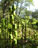 ウバユリがそろそろ稔りを迎える西庭の一画。Cottonweedが微かに見える(右正面)ほどに未だ草木は生い茂っている。