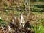 シモバシラと言っても霜柱ではなく植物の名前。寒い朝、枯れた茎に氷の柱ができるため名付けられた。