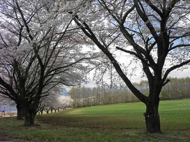 清春の桜並木 清春の桜並木