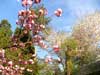 山桜