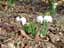 幾種類かの変わり種もある。<em>Galanthus nivalis</em>ニヴァリスの八重咲き種であるプレノ（Pleno）