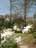 ヒメコブシ。　はなれの向こうの唐松林の先に白く垣間見えるのが南アルブスの甲斐駒ヶ岳。　4/21日