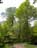 右がユリノキ、左正面がハンノキ、左下はオオデマリ、中央の細い若木がハンカチノキ。