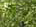 ハクウンボク(白雲木)、学名：<em>Styrax obassia</em>から別名：オオバジシャ、日本原産のエゴノキの仲間。　5/30日