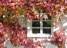 母屋の壁にからまるツタは10月中下旬頃が紅葉の盛り。